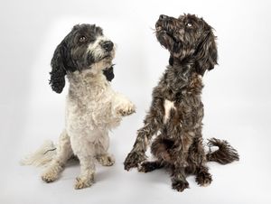 Dog photo shoot Oxford
Professional dog photographer Oxford.
Dog photographer near me
Reactive dog photographer
Dog photo shoot price