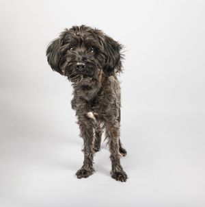 Dog photo shoot Oxford
Professional dog photographer Oxford.
Dog photographer near me
Reactive dog photographer
Dog photo shoot price