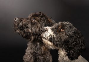 Dog photo shoot Oxford
Professional dog photographer Oxford.
Dog photographer near me
Reactive dog photographer
Dog photo shoot price