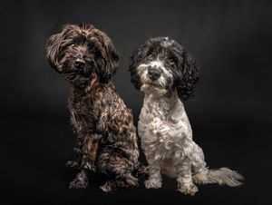 Dog photo shoot Oxford
Professional dog photographer Oxford.
Dog photographer near me
Reactive dog photographer
Dog photo shoot price