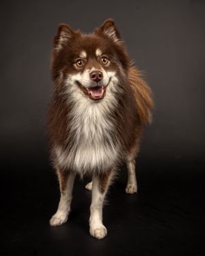 Dog photo shoot Oxford
Professional dog photographer Oxford.
Dog photographer near me
Reactive dog photographer
Dog photo shoot price