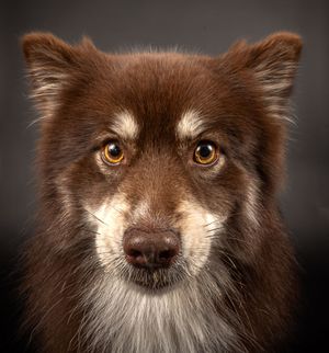 Dog photo shoot Oxford
Professional dog photographer Oxford.
Dog photographer near me
Reactive dog photographer
Dog photo shoot price