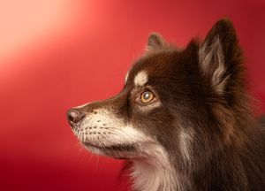 Dog photo shoot Oxford
Professional dog photographer Oxford.
Dog photographer near me
Reactive dog photographer
Dog photo shoot price