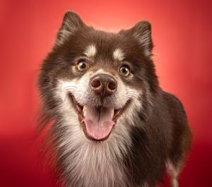 Dog photo shoot Oxford
Professional dog photographer Oxford.
Dog photographer near me
Reactive dog photographer
Dog photo shoot price