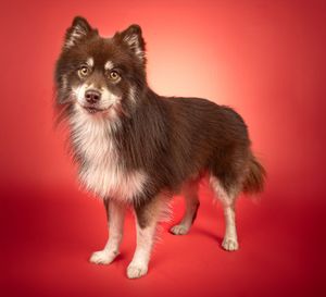 Dog photo shoot Oxford
Professional dog photographer Oxford.
Dog photographer near me
Reactive dog photographer
Dog photo shoot price