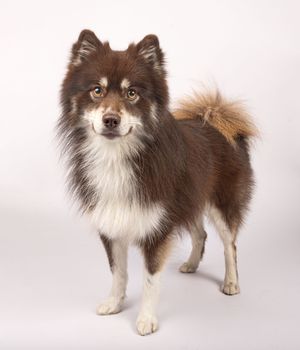 Dog photo shoot Oxford
Professional dog photographer Oxford.
Dog photographer near me
Reactive dog photographer
Dog photo shoot price
