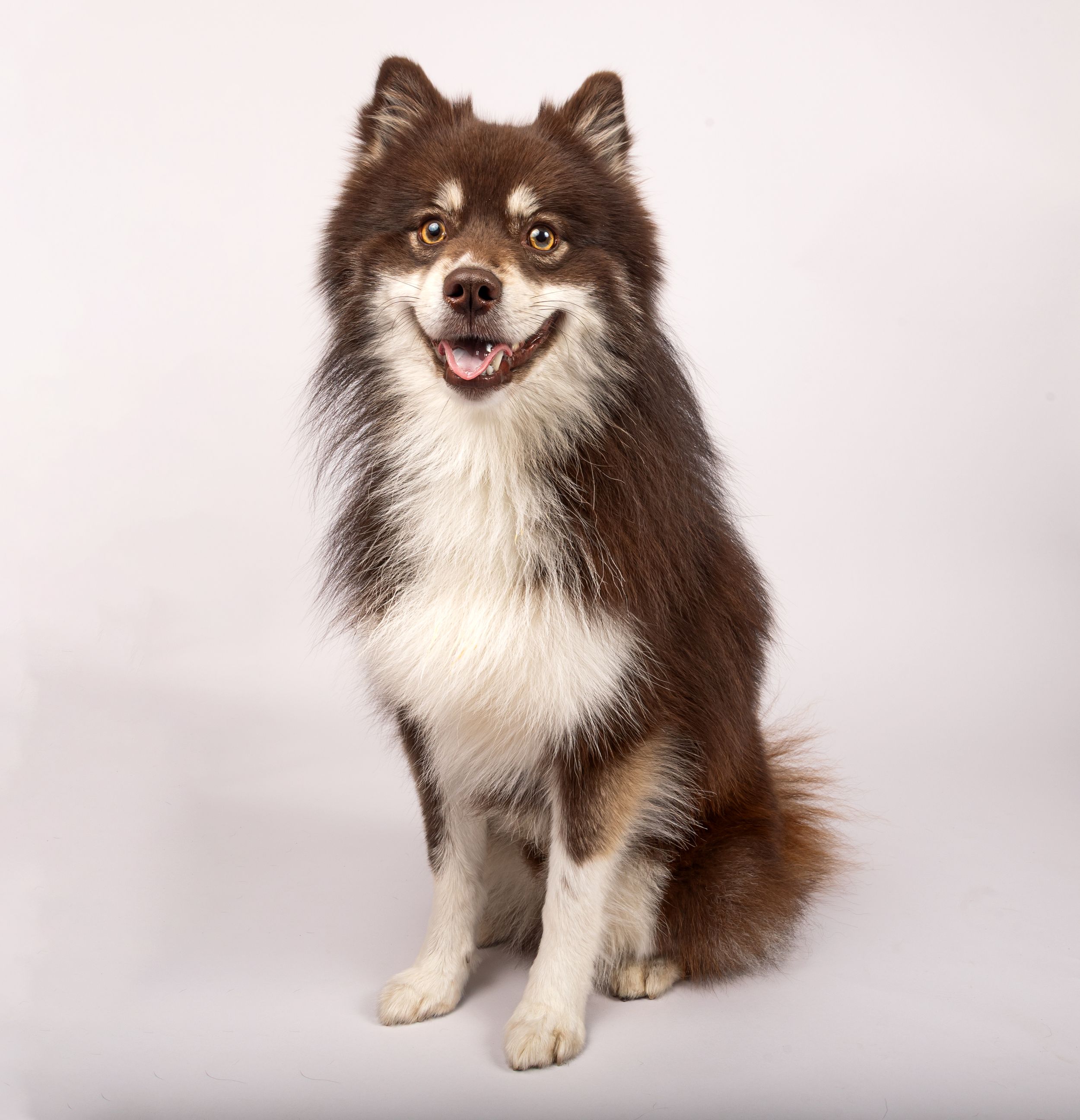 Dog photo shoot Oxford
Professional dog photographer Oxford.
Dog photographer near me
Reactive dog photographer
Dog photo shoot price