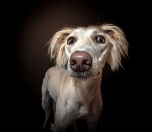 Dog photo shoot Oxford
Professional dog photographer Oxford.
Dog photographer near me
Reactive dog photographer
Dog photo shoot price