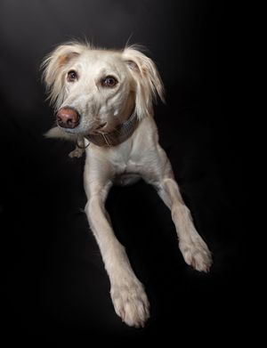 Dog photo shoot Oxford
Professional dog photographer Oxford.
Dog photographer near me
Reactive dog photographer
Dog photo shoot price