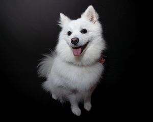Dog photo shoot Oxford
Professional dog photographer Oxford.
Dog photographer near me
Reactive dog photographer
Dog photo shoot price