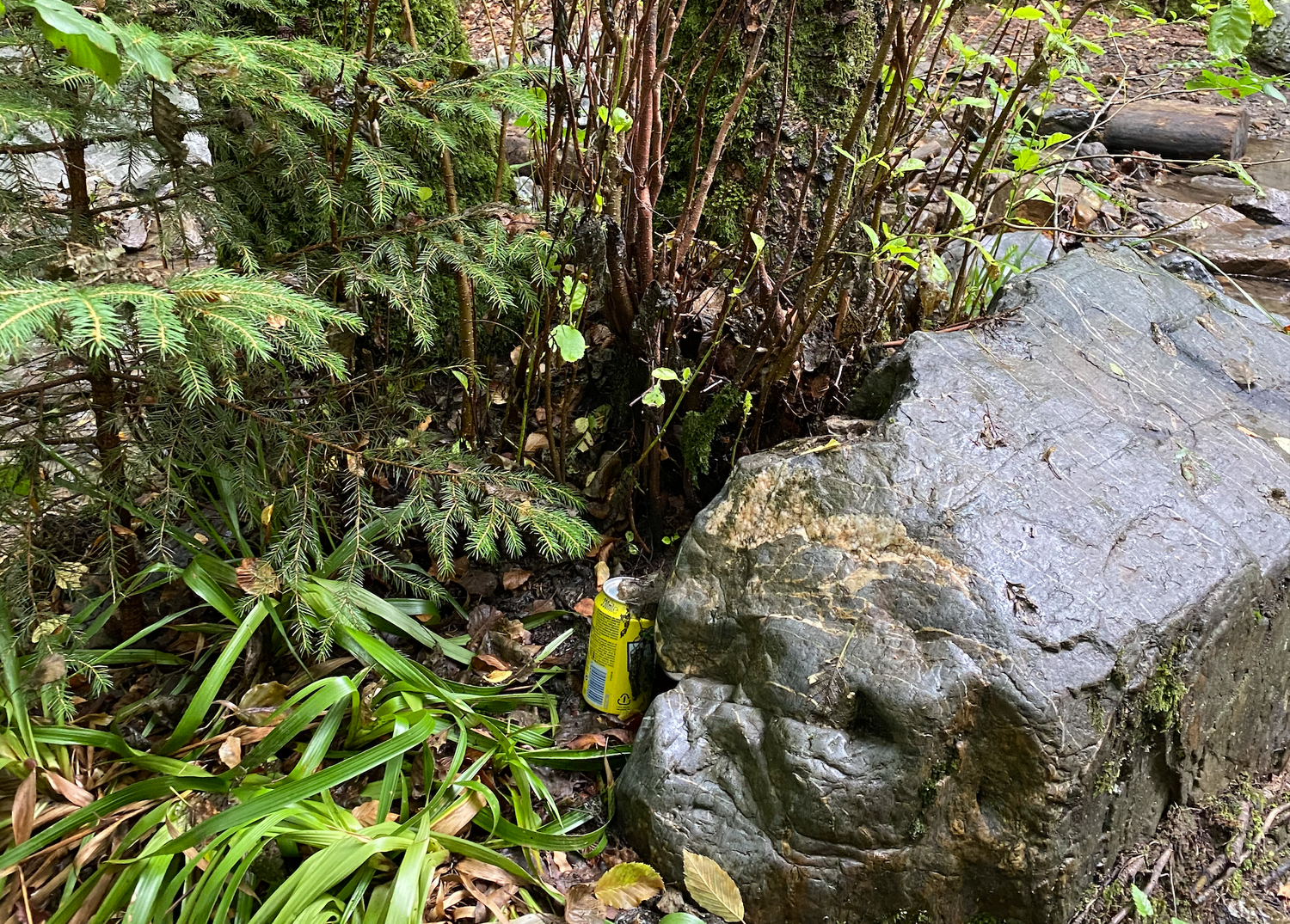 A yellow garden stake marker sits among lush green plants and large gray rocks in a landscaped garden setting.