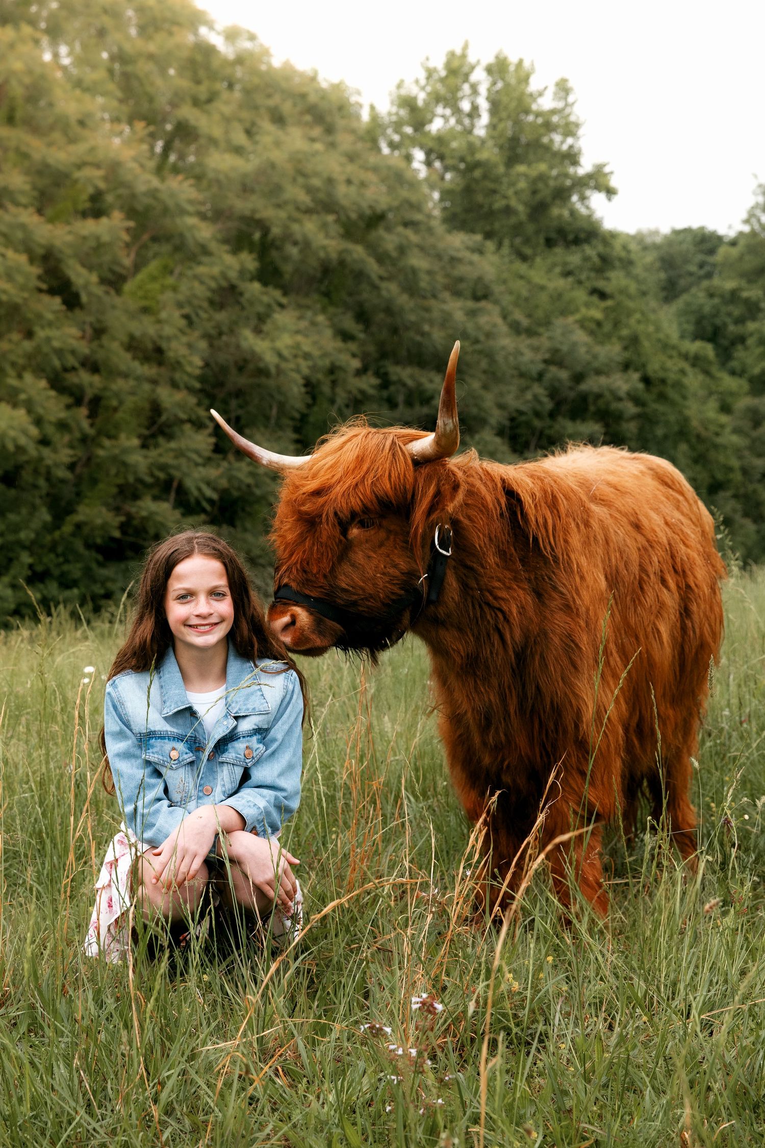 Highland cow photography