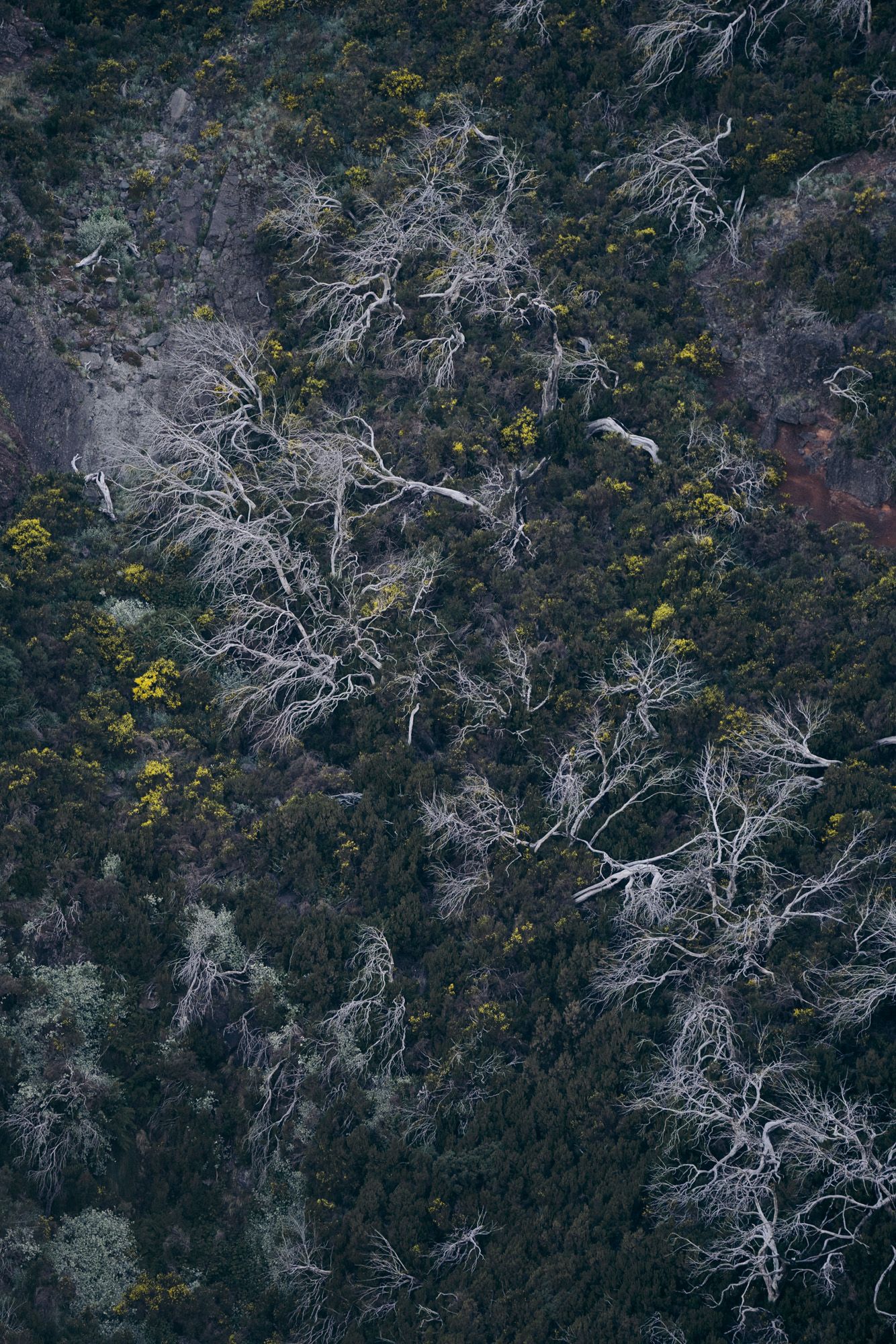 champs d'arbres morts au pico ruivo à Madère