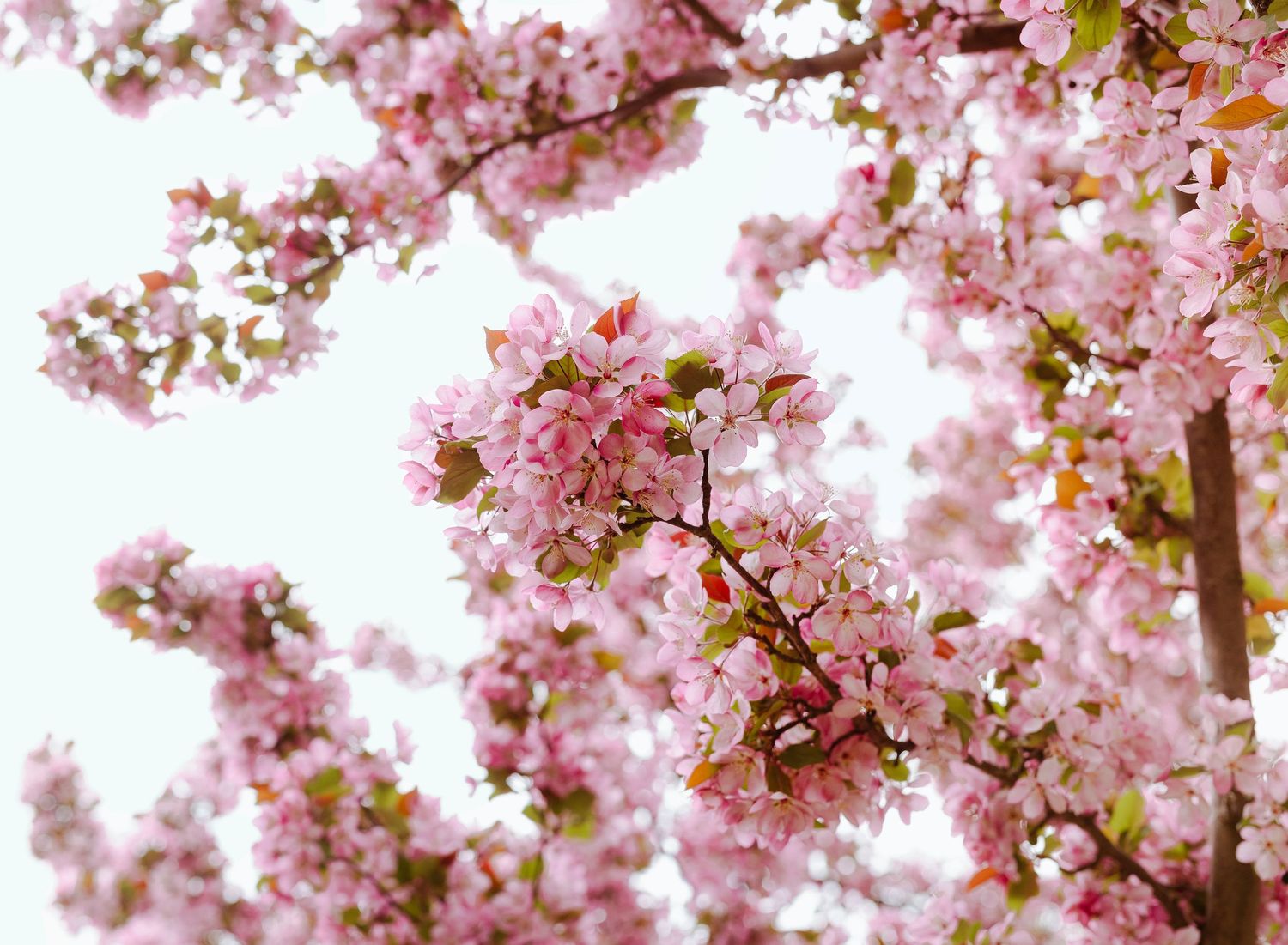 Spring blossom family photo sessions in Edmonton book quickly! Learn why May is the perfect time for stunning portraits & secure your spot!
