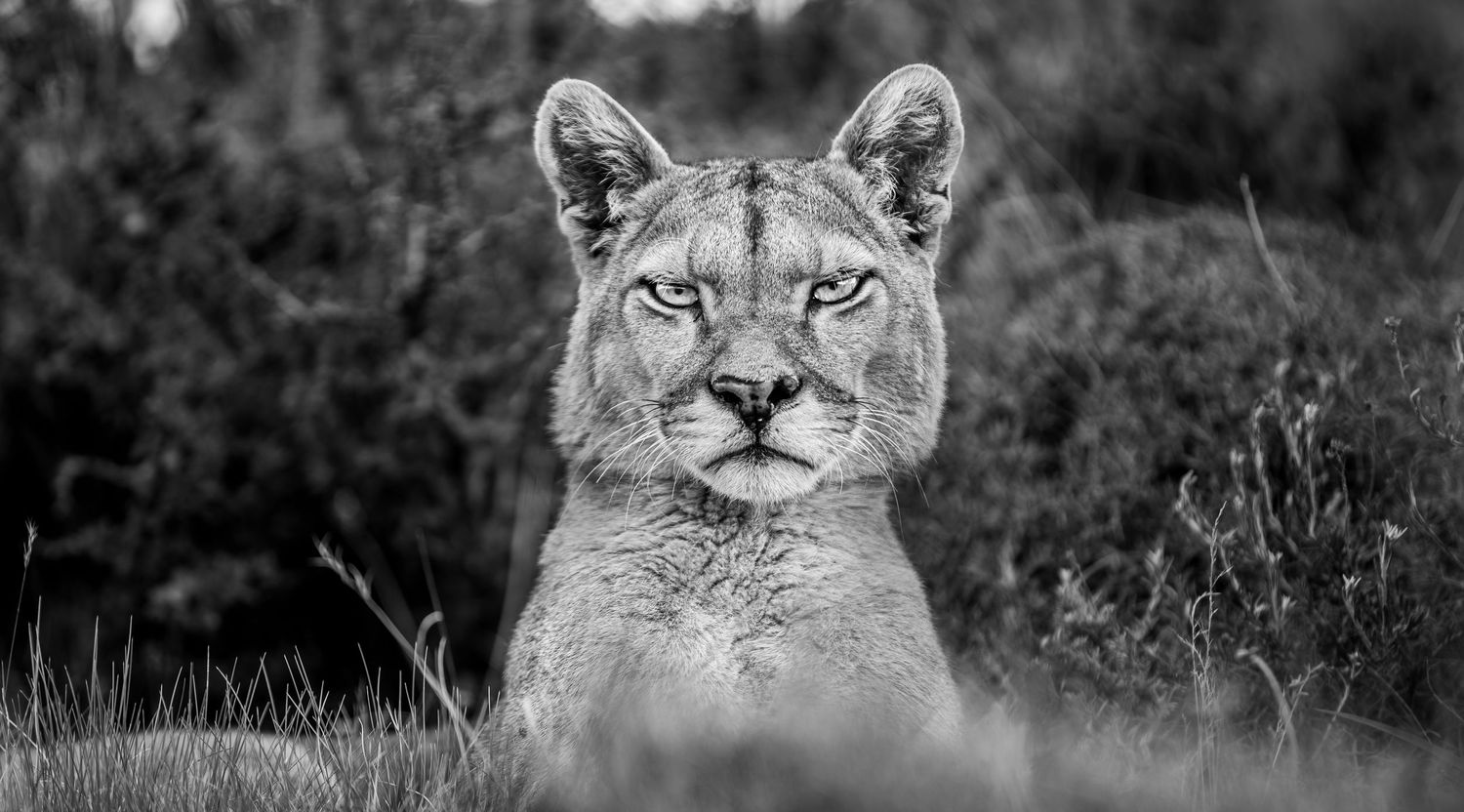 Puma in Torres Del Paine national Park, Chile