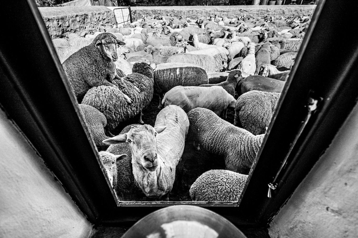 Sheep in Namaqualand South Africa