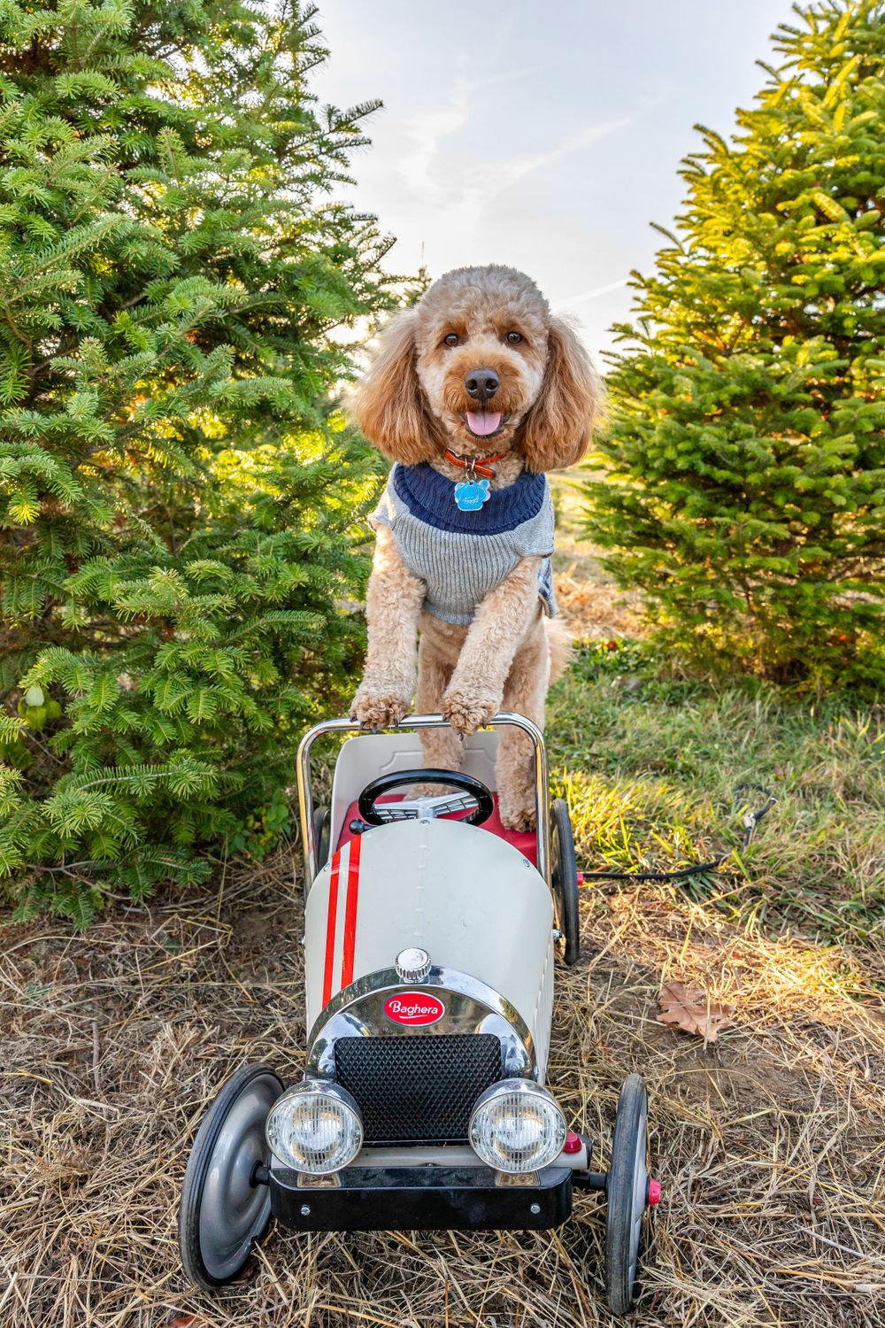 Goldendoodle dog wearing sweater sits in toy pedal car among Christmas trees.