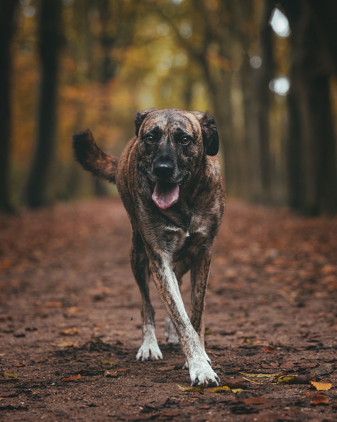 Hondenfotografie: Hond in het bos, herfstshoot