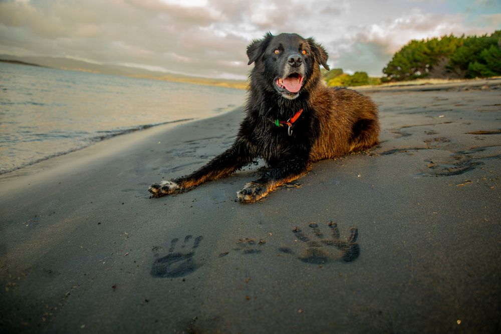 dog
