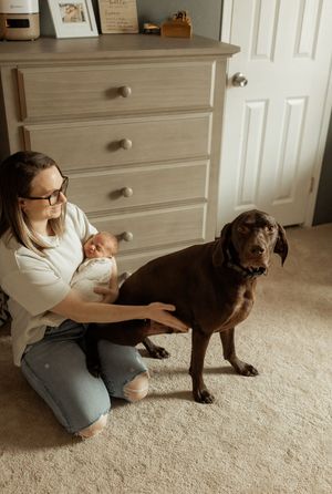 A chocolate Labrador stands attentively next to a dresser while being pet in a cozy bedroom setting.