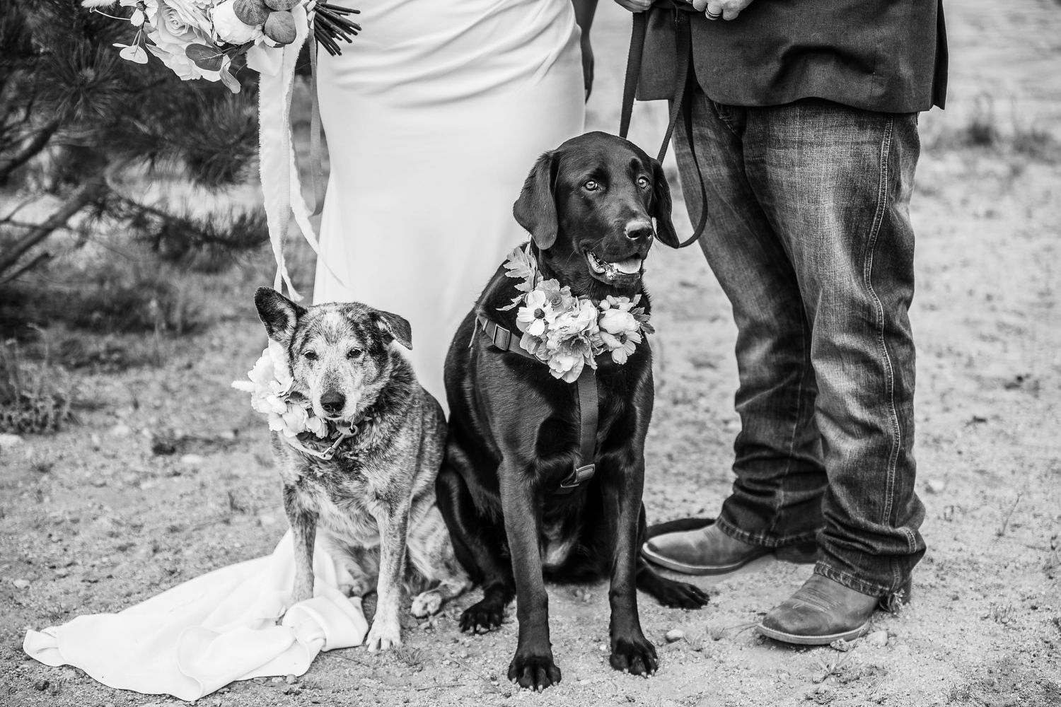 Twin Lakes elopement with dogs
