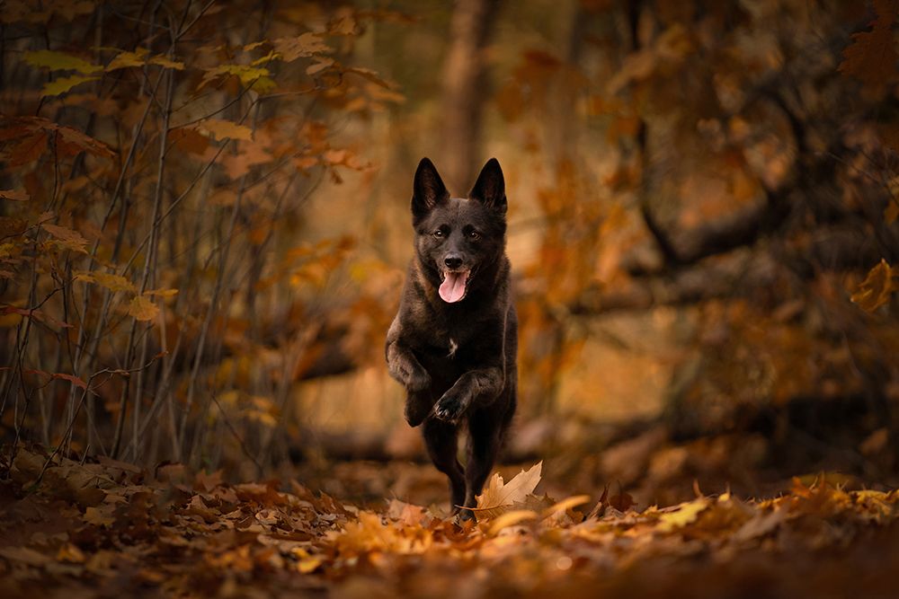 Actiefotografie hond in het bos