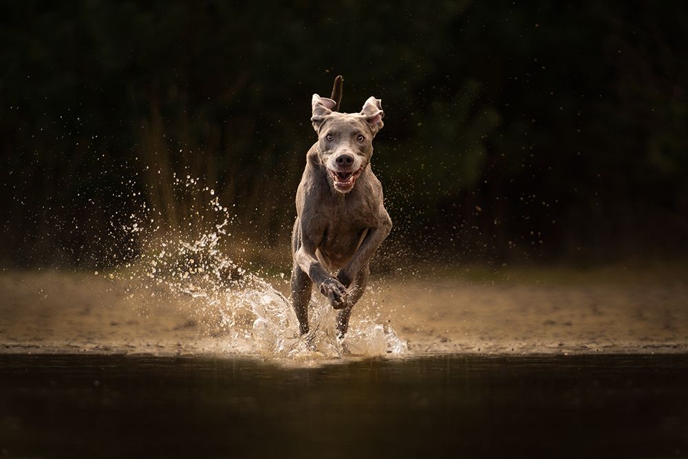 Honden in actie fotografie. In het bos en water bij Herperduin