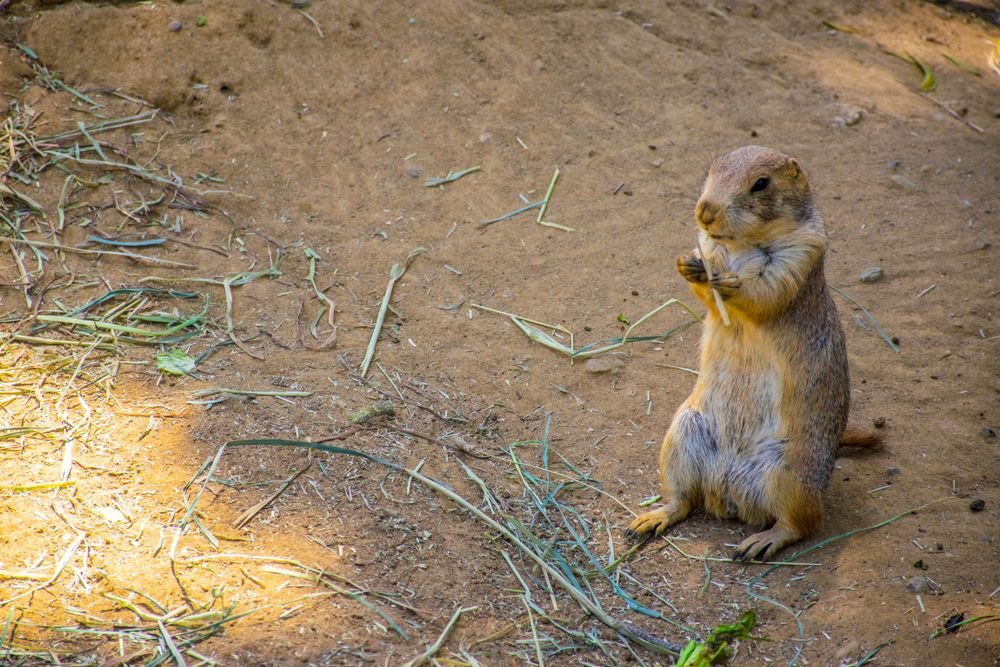 Alert prairie dog sitting upright on dirt ground in sunlight.