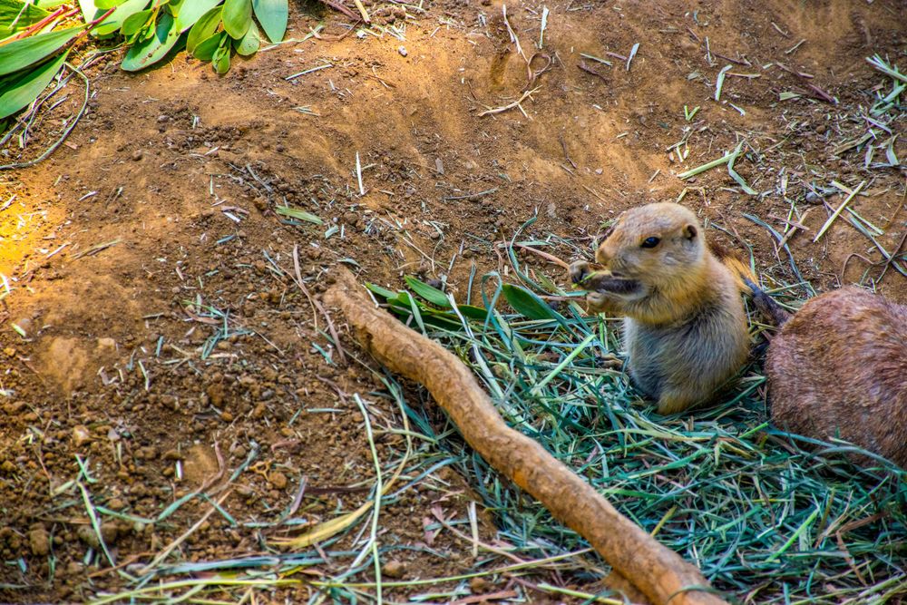 Prairie dog foraging among twigs and green vegetation on forest floor.