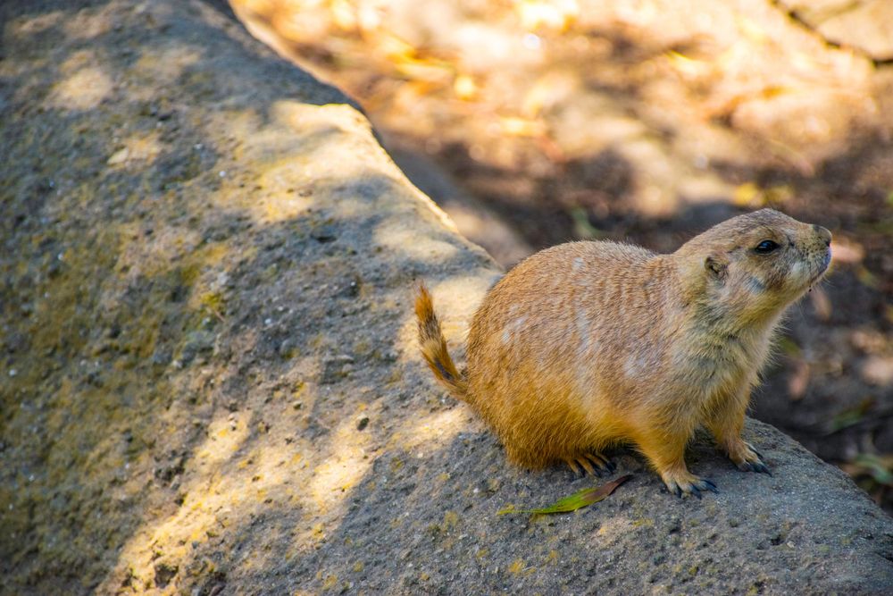 Ground squirrel perched on rocky surface in warm sunlight.