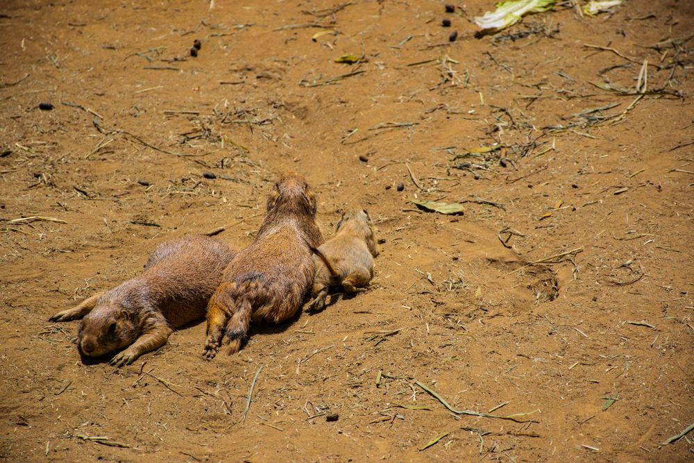Two prairie dogs resting together on bare dirt ground.