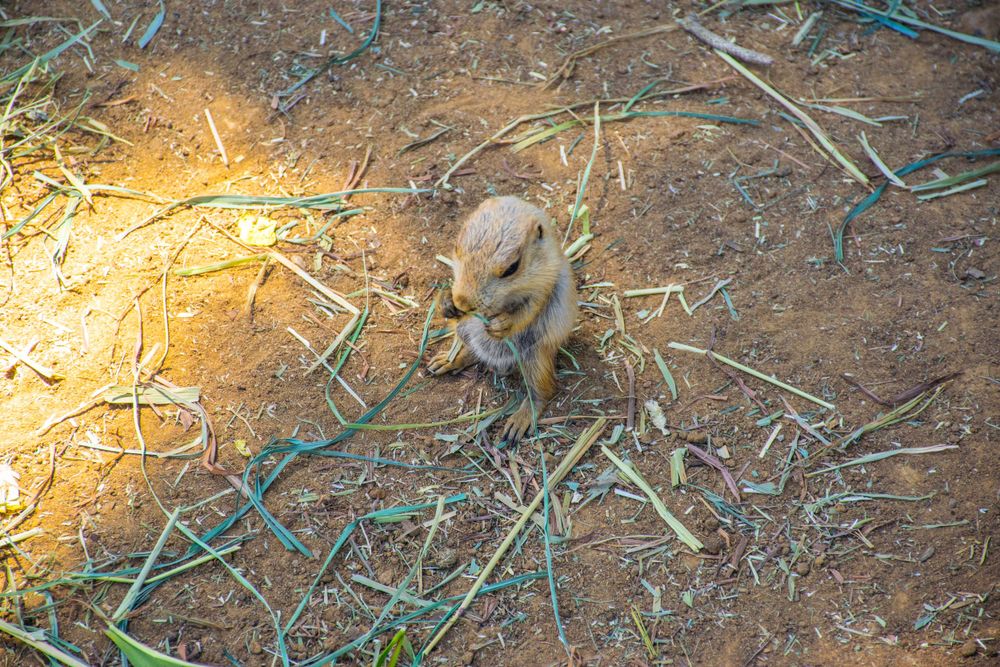 Small meerkat standing alert on reddish soil with scattered straw and grass.
