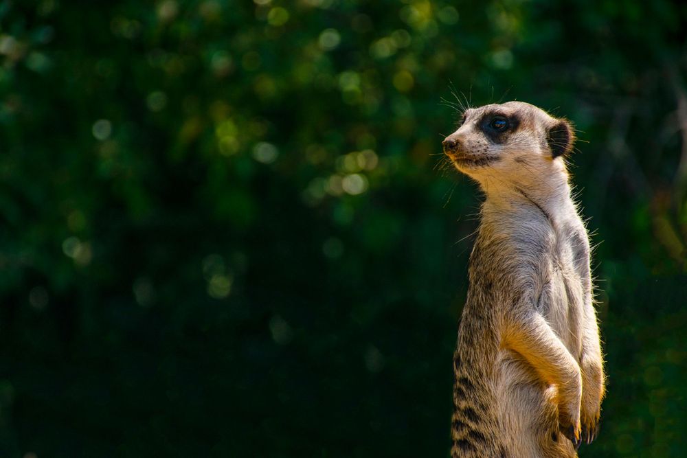 Meerkat standing sentinel against blurred green background.