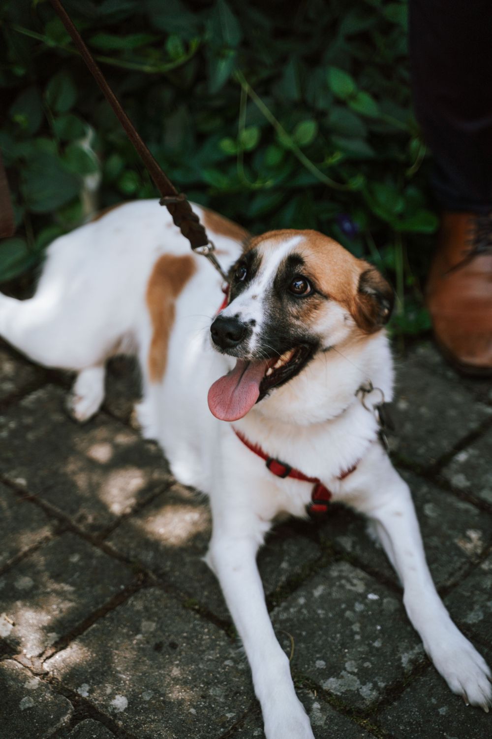 A happy Jack Russell terrier dog lies on stone pavement with a playful expression.