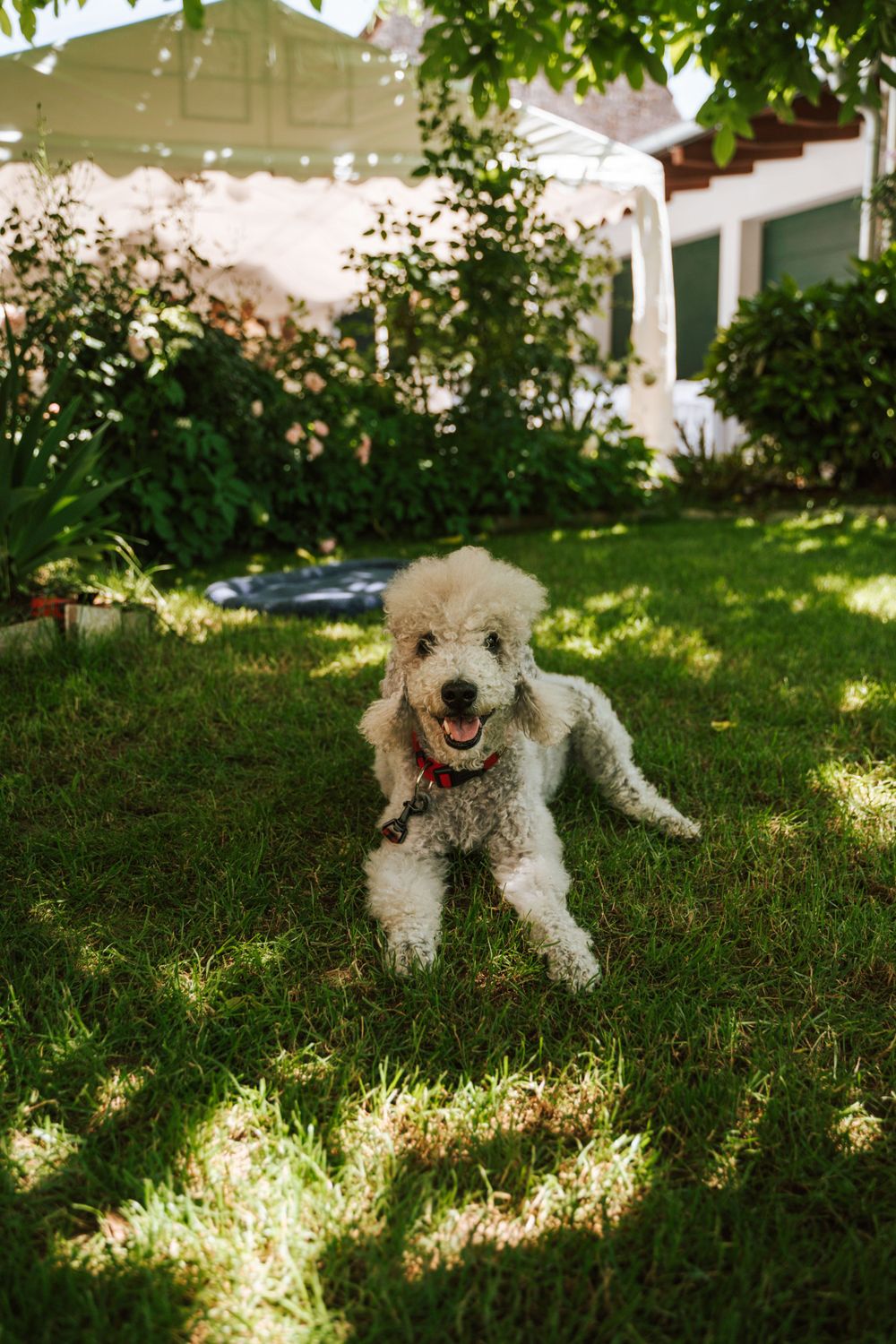 A fluffy white dog plays joyfully in a sunny garden setting.
