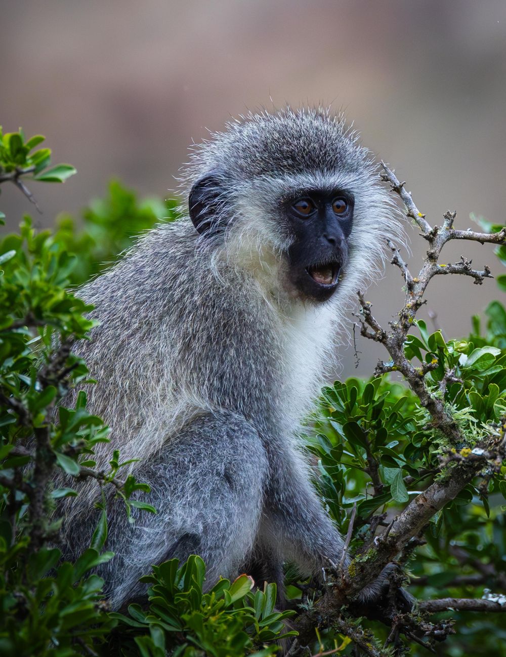 Vervet monkey perched among green foliage with silver-grey fur.