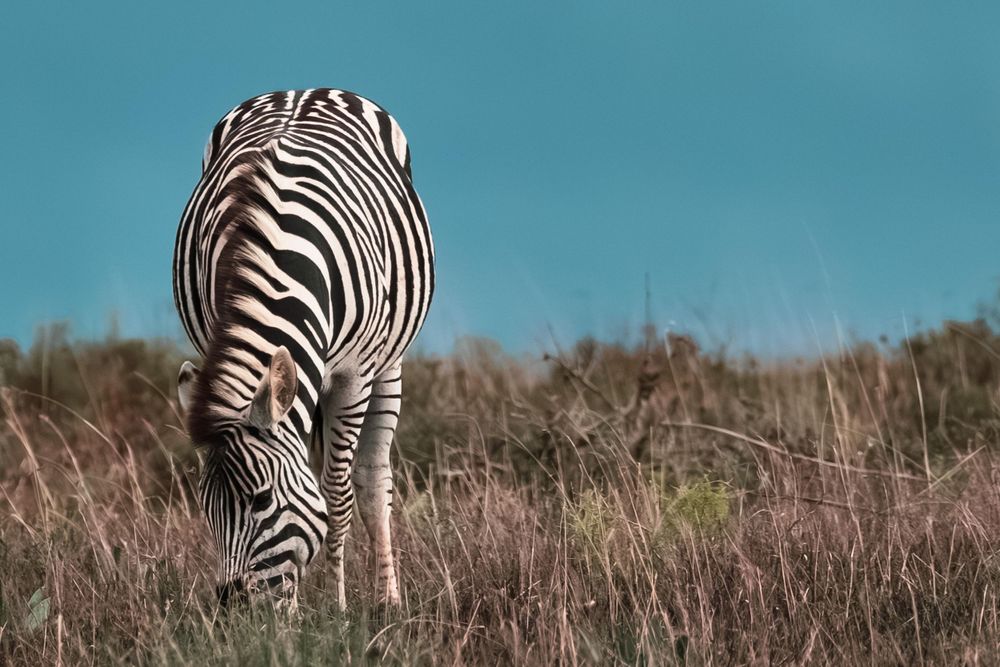 Rear view of zebra grazing in savanna grassland against turquoise sky.