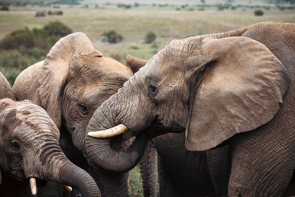 Three elephants huddle close together showing affection with their trunks.