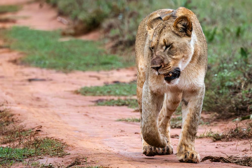 Lioness walking on a dirt path through African wilderness.
