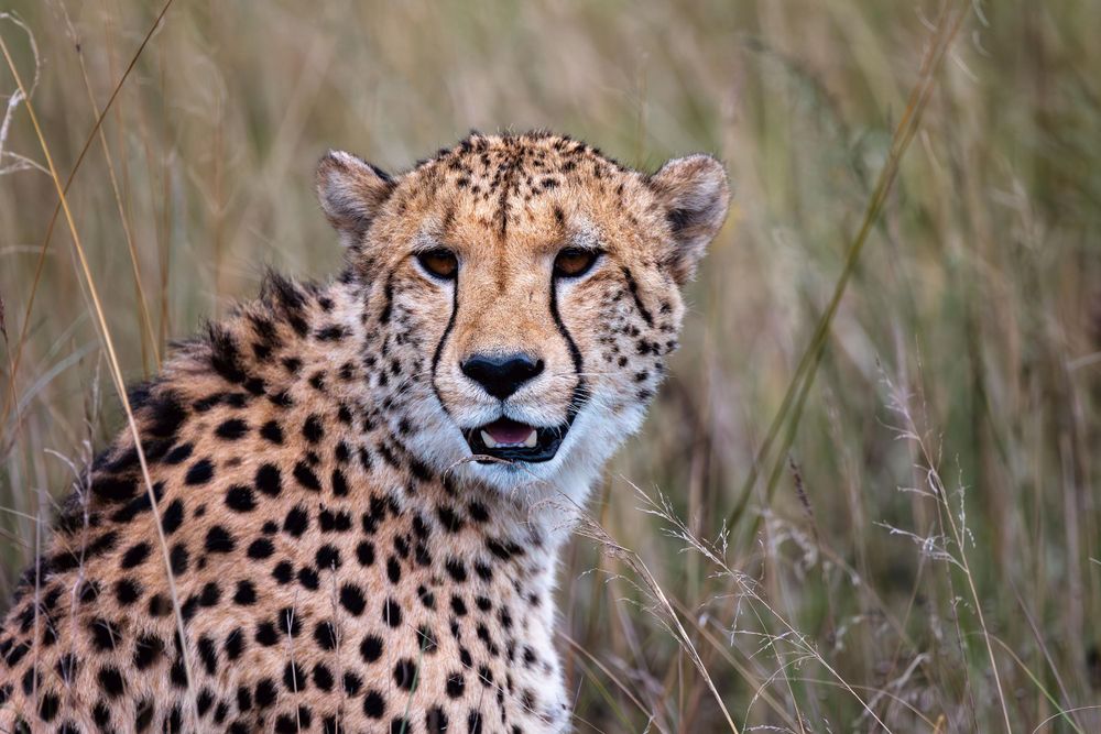 Close-up portrait of a cheetah with spotted fur in natural grassland habitat.