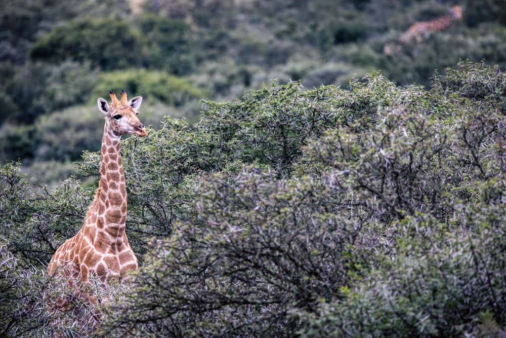 A giraffe stands tall among green shrubs in the African wilderness.