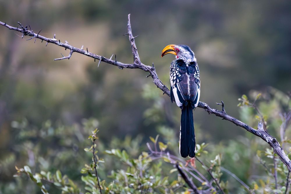 Yellow-billed hornbill perched on a thorny branch in natural habitat.