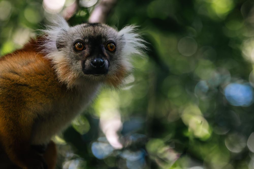 Close-up portrait of a black lemur with distinctive white fur around its face.