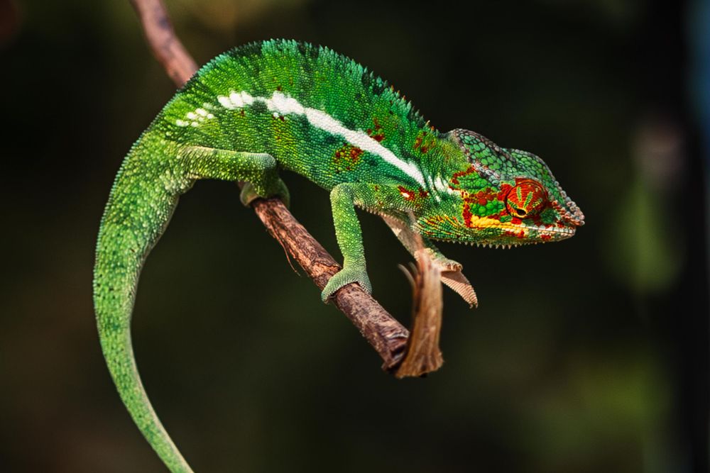 Bright green panther chameleon perched on a branch against dark background.