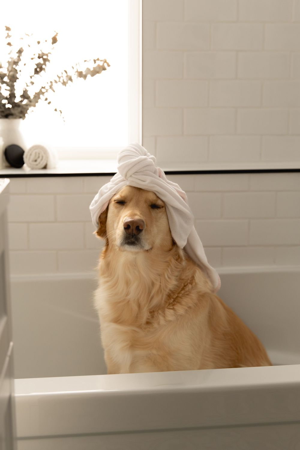 Golden retriever dog wearing a white towel on head relaxes in bathtub during spa day at home.