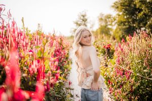 A beautiful summer garden scene with tall pink celosia flowers glowing in golden sunlight during sunset.