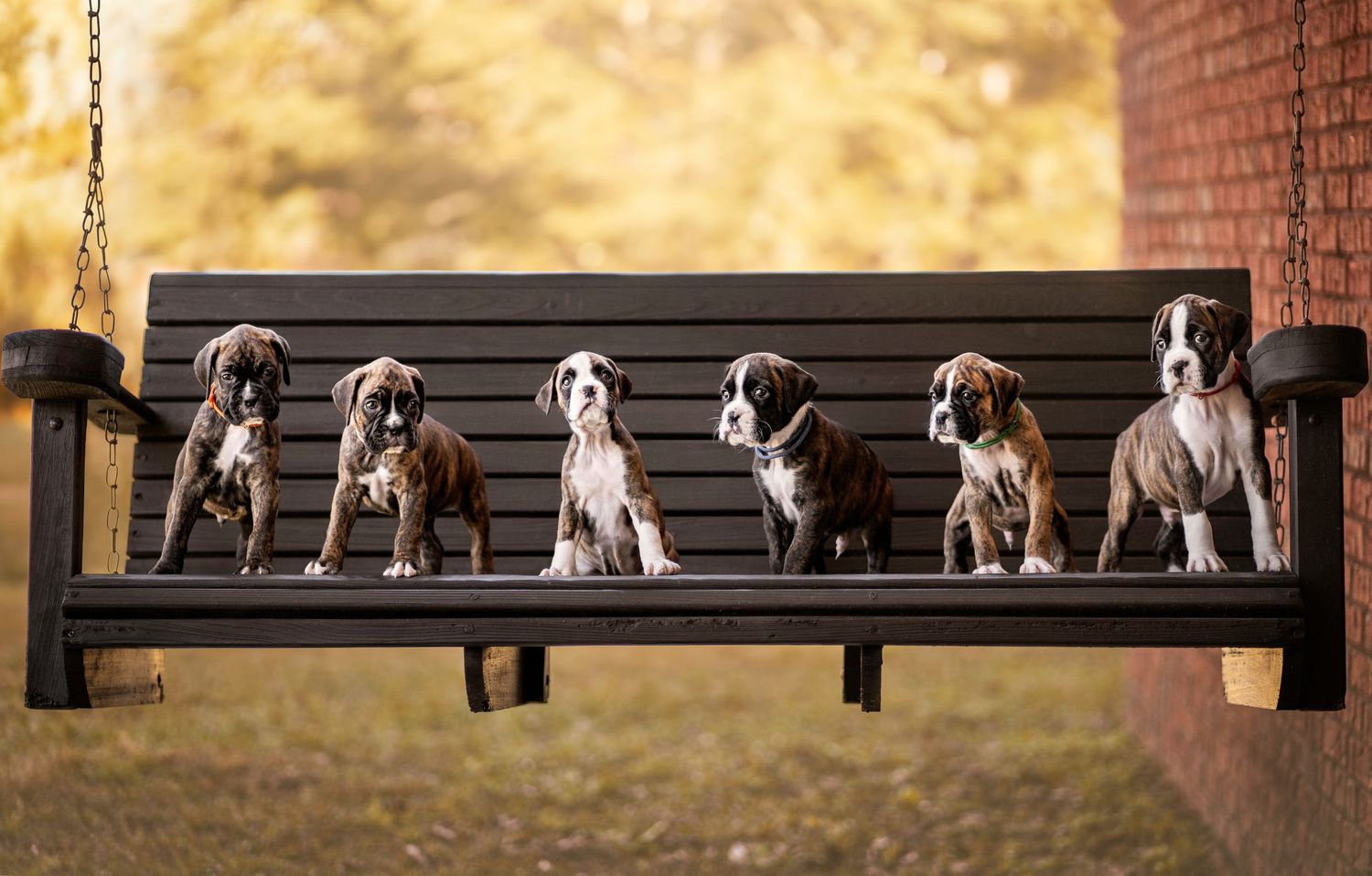 Dog breeder photoshoot