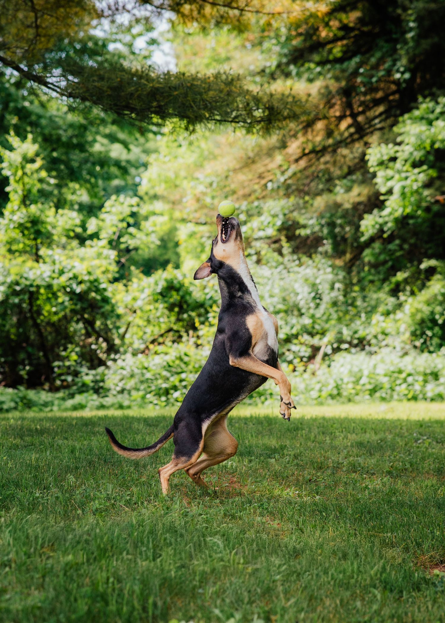 Pet Portrait of a dog playing outside