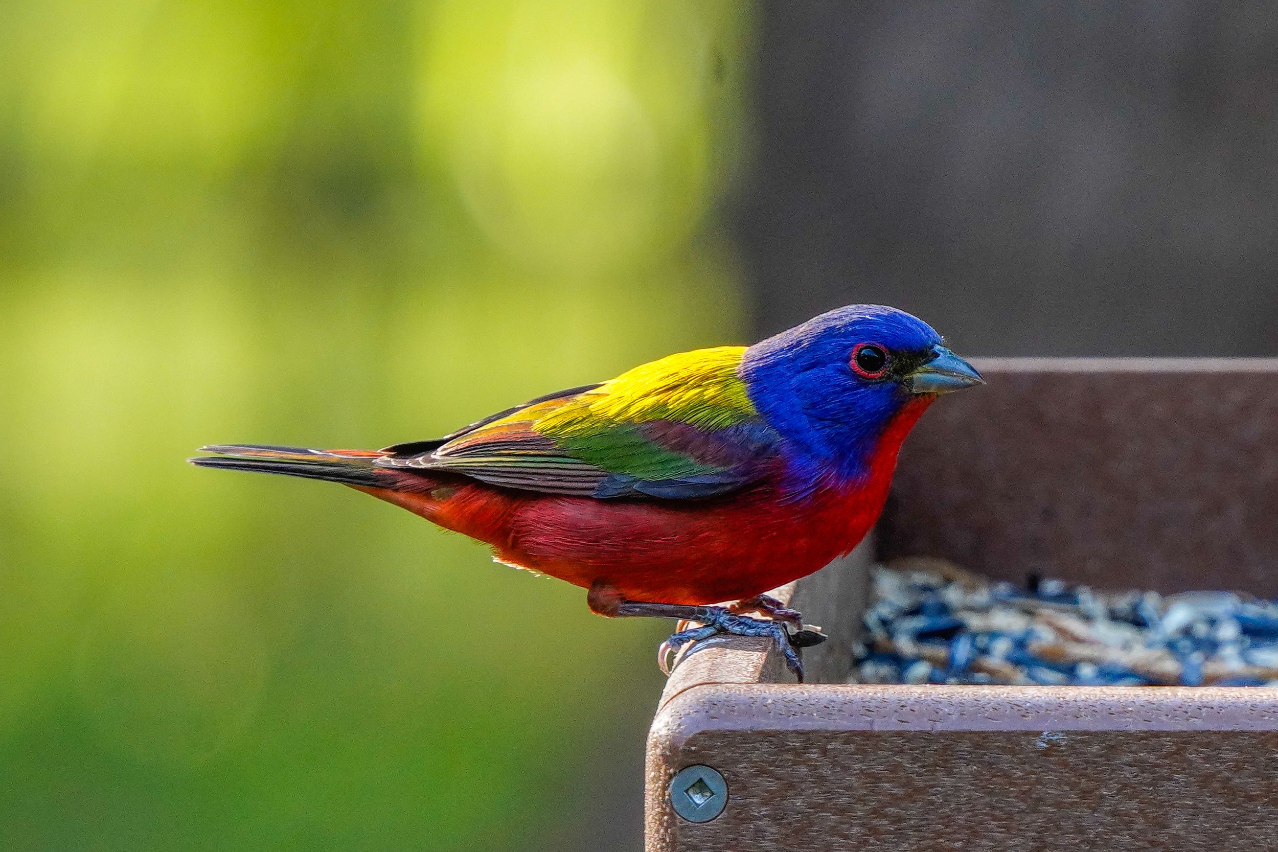 Colorful painted bunting bird perches on feeder with vibrant blue, red and yellow plumage.