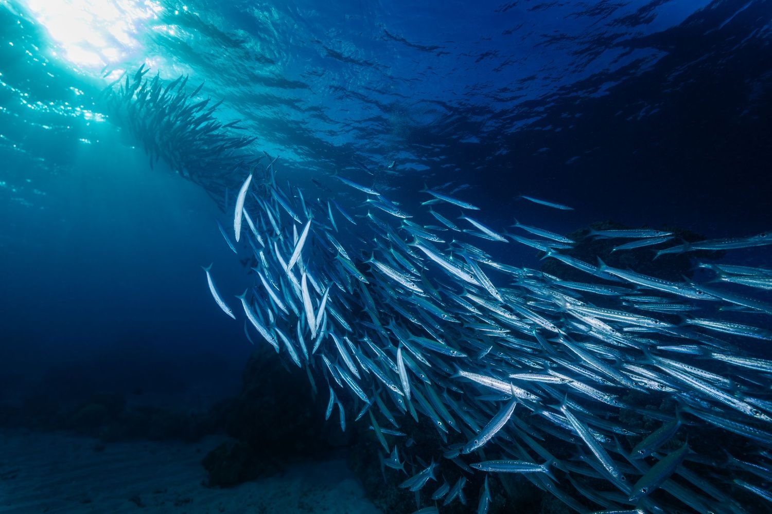 School of barracuda fish swimming in formation against deep blue ocean waters illuminated by sunlight from above.